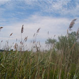 Auric field health