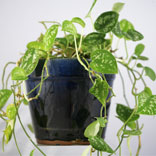 Plants